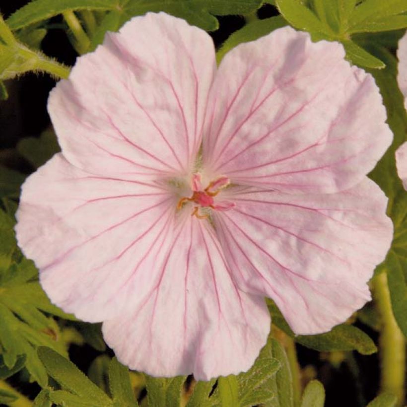 Geranium sanguineum var. striatum - Blutstorchschnabel (Blüte)