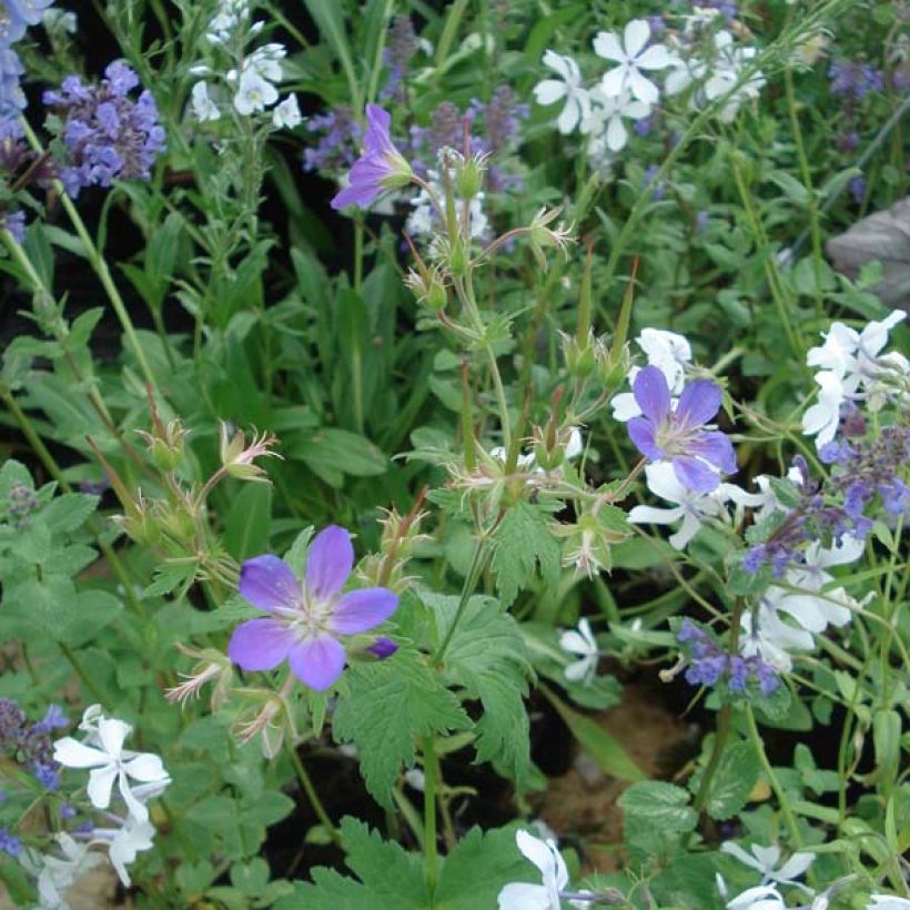 Geranium sylvaticum May Flower - Wald-Storchschnabel (Hafen)