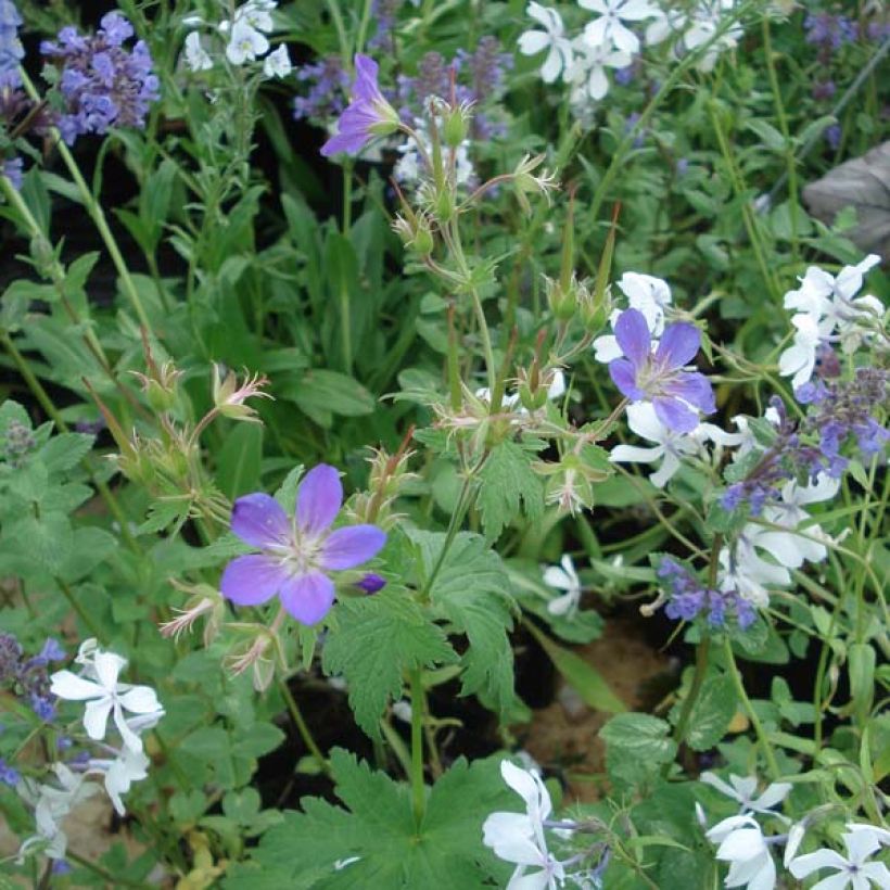 Geranium sylvaticum Ice Blue - Wald-Storchschnabel (Hafen)