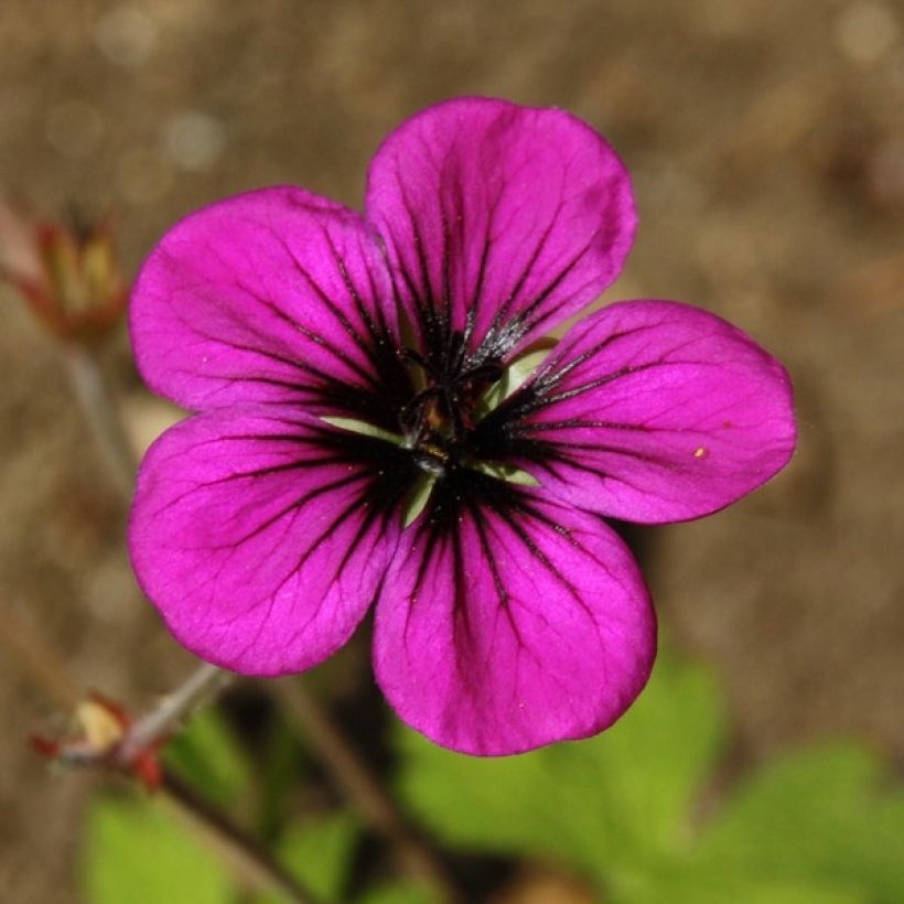 Storchschnabel Ann Folkard - Geranium (Blüte)