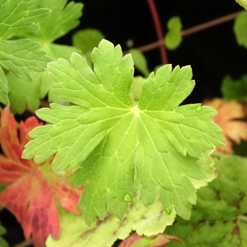 Storchschnabel Anne Thomson - Geranium (Laub)