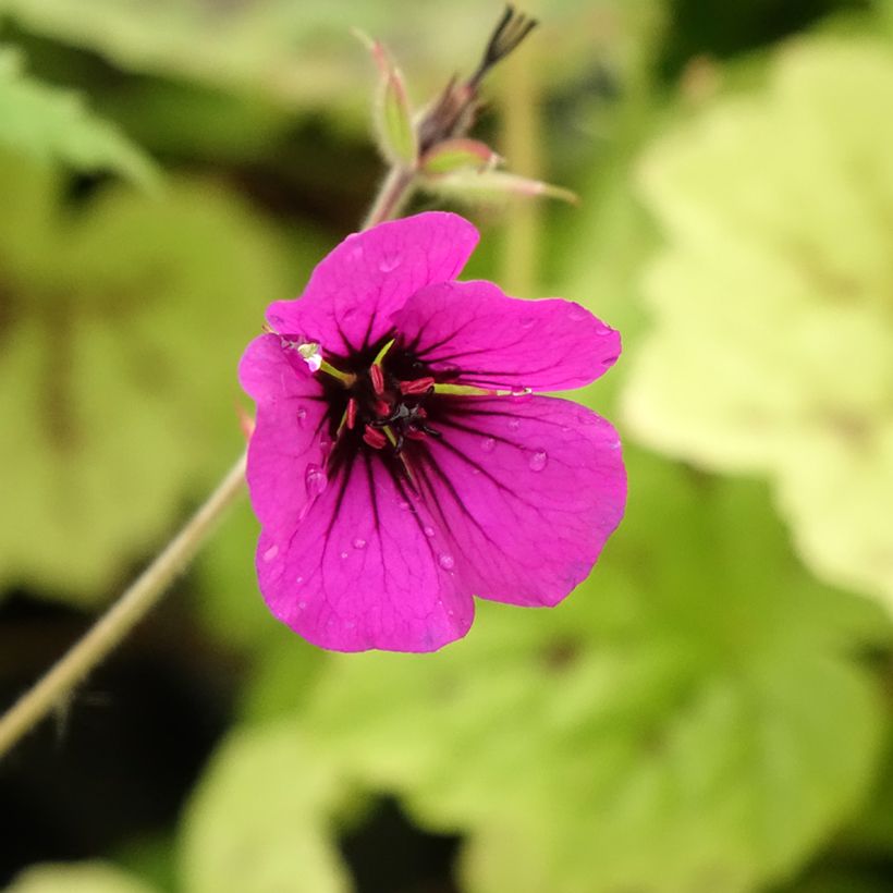 Storchschnabel Anne Thomson - Geranium (Blüte)