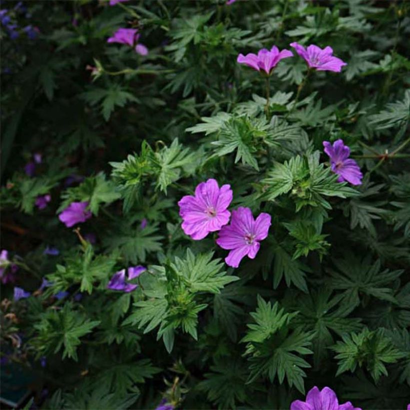 Geranium sanguineum Blushing Turtle - Blutstorchschnabel (Blüte)