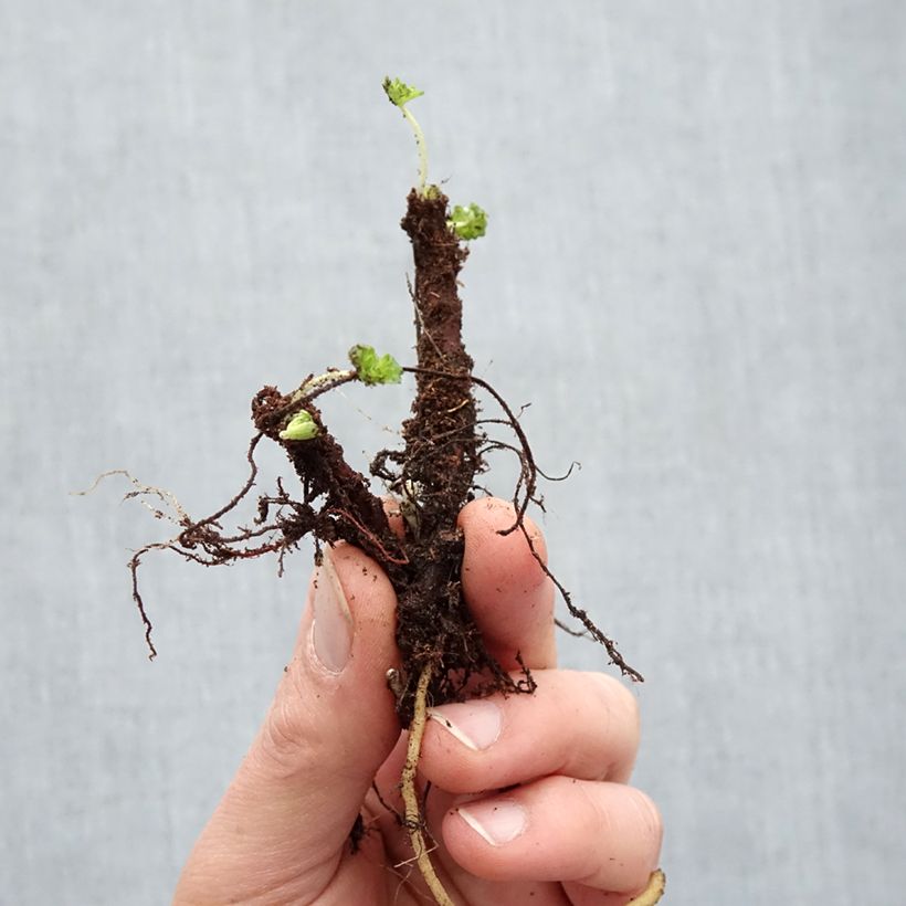 Exemplar von Geranium cantabrigiense Karmina - Cambridge Storchschnabel Wurzelnackt wie im Winter geliefert