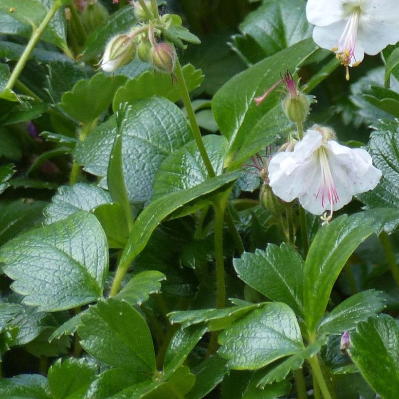 Geranium cantabrigiense St Ola - Cambridge Storchschnabel (Laub)