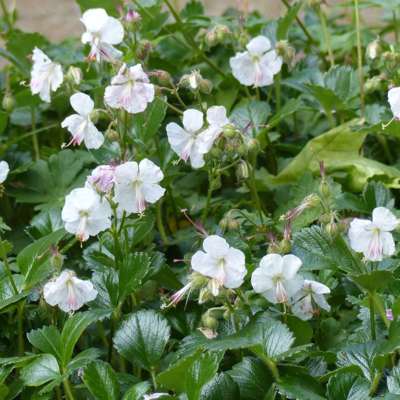 Geranium cantabrigiense St Ola - Cambridge Storchschnabel (Blüte)