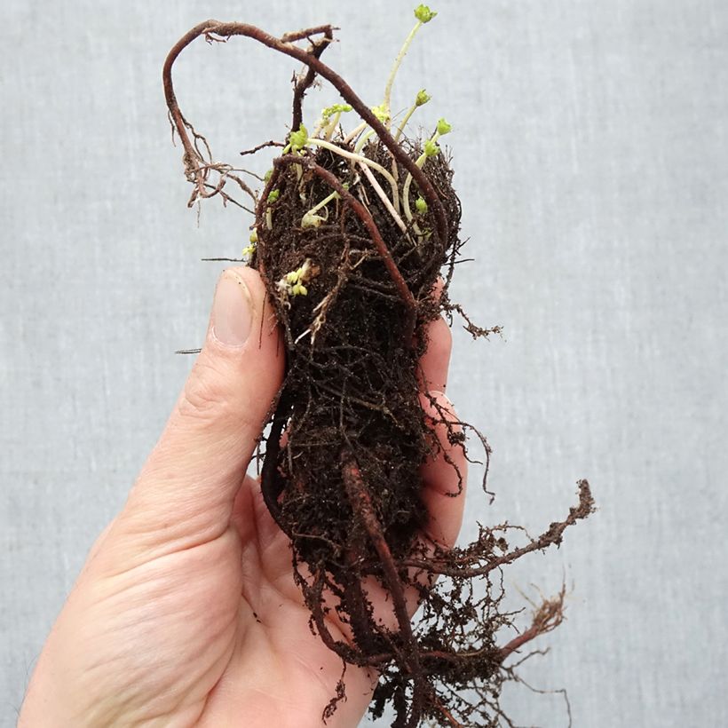 Exemplar von Geranium cinereum v. subcaulescens Giuseppii - Aschgrauer Storchschnabel Wurzelnackt wie im Winter geliefert