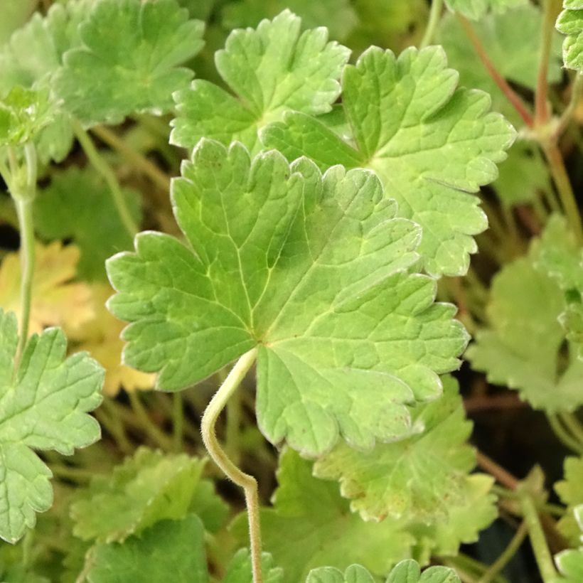 Storchschnabel Coombland White - Geranium (Laub)