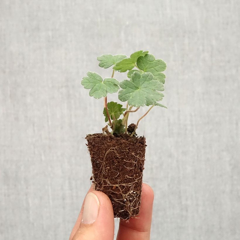 Exemplar von Geranium vivace Coombland White - Mini-motte Ø 3/4 cm wie im Herbst geliefert