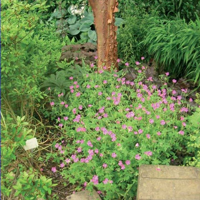 Storchschnabel Dilys - Geranium (Hafen)