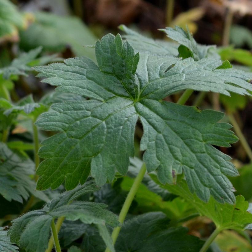 Geranium endressii Wargrave Pink - Pyrenäen-Storchschnabel (Laub)