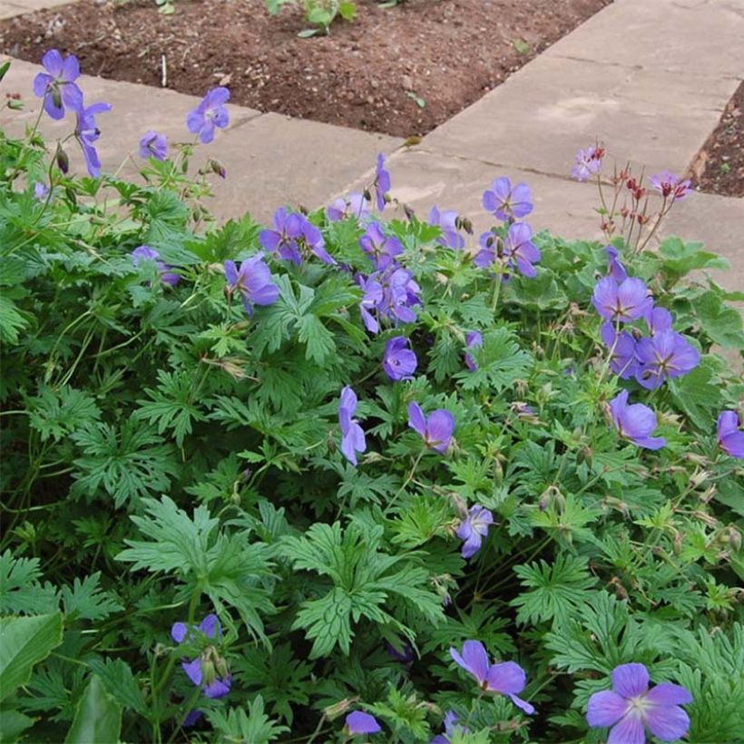 Geranium himalayense Gravetye (Blüte)