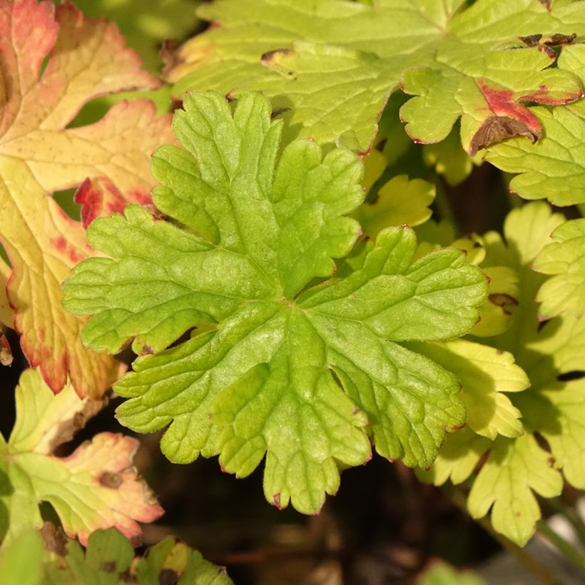 Geranium himalayense Gravetye (Laub)