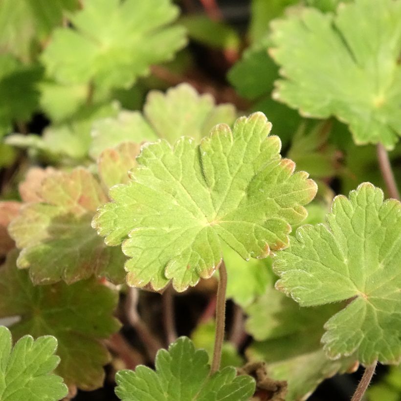 Storchschnabel Joy - Geranium (Laub)