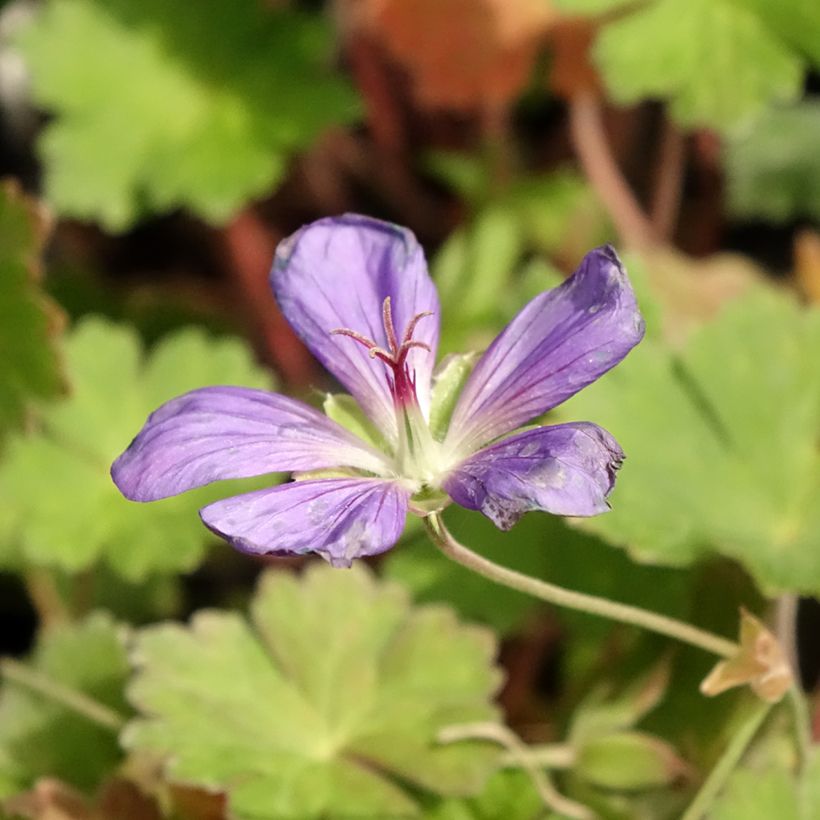 Storchschnabel Joy - Geranium (Blüte)