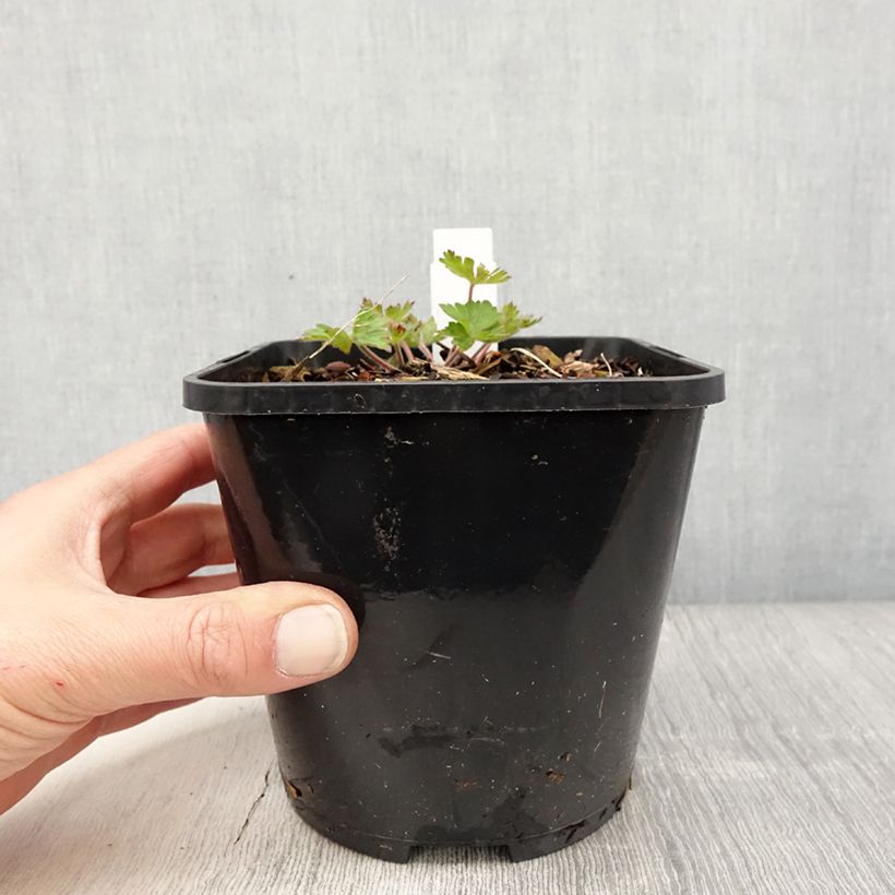 Exemplar von Storchschnabel Kelly-Anne - Geranium Topf mit 1L/1,5L wie im Frühjahr geliefert