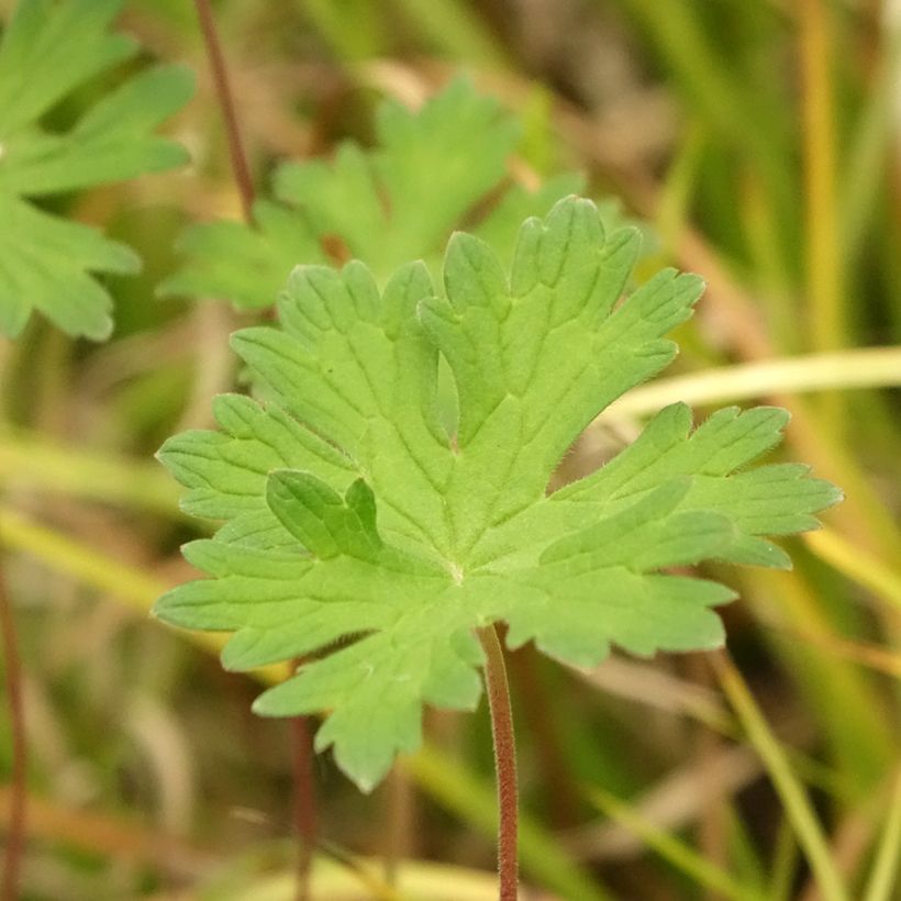 Storchschnabel Lea - Geranium (Laub)