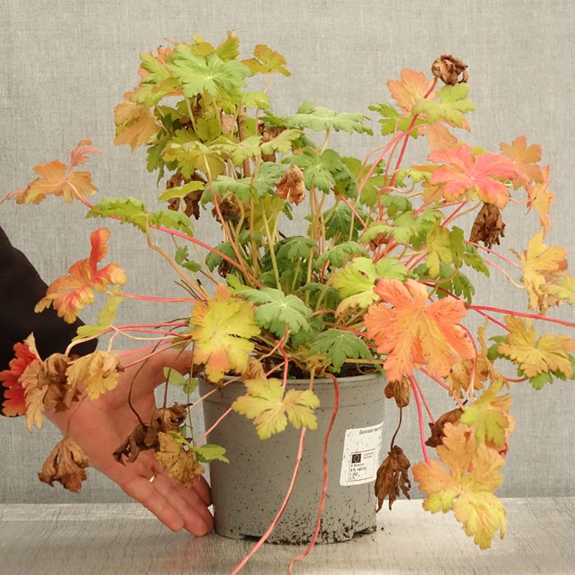 Exemplar von Géranium vivace macrorrhizum Czakor - Pot de 3L/4L wie im Herbst geliefert