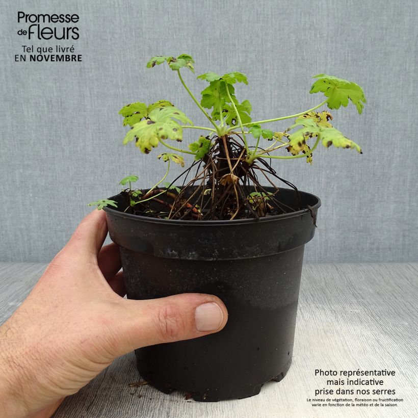 Exemplar von Geranium vivace macrorrhizum White Ness Pot de 2L/3L wie im Herbst geliefert