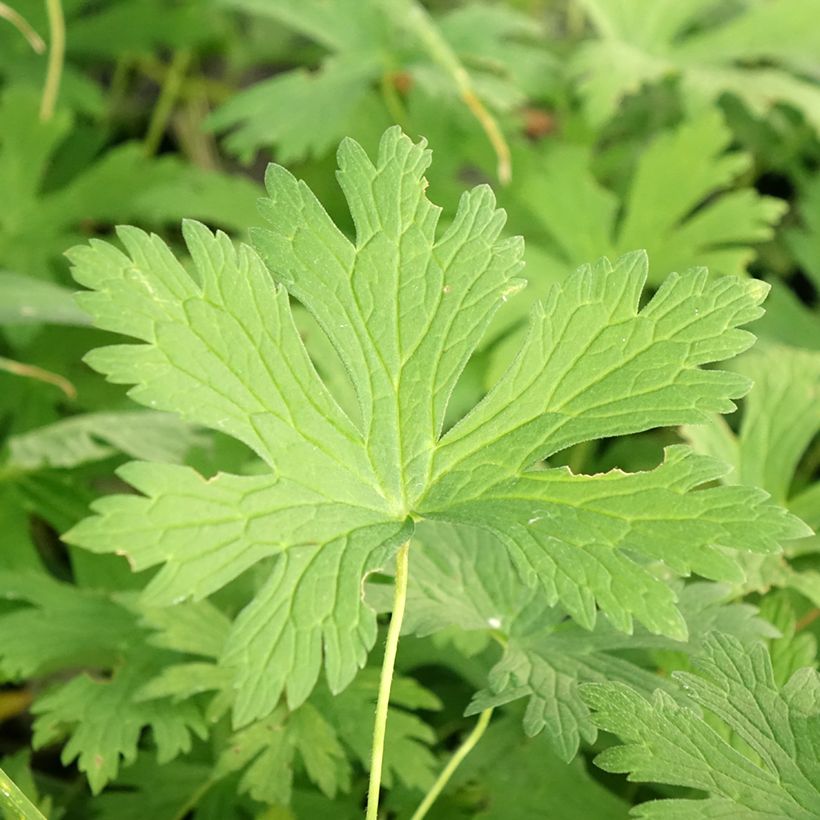 Geranium maculatum Chatto - Dunkelblättriger Storchschnabel (Laub)