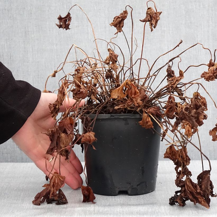 Exemplar von Geranium maculatum Stormy Night - Dunkelblättriger Storchschnabel Topf mit 2L/3L wie im Winter geliefert