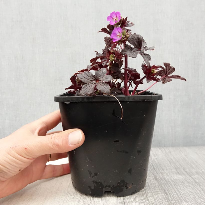 Exemplar von Geranium vivace maculatum Stormy Night Pot de 2L/3L wie im Frühjahr geliefert