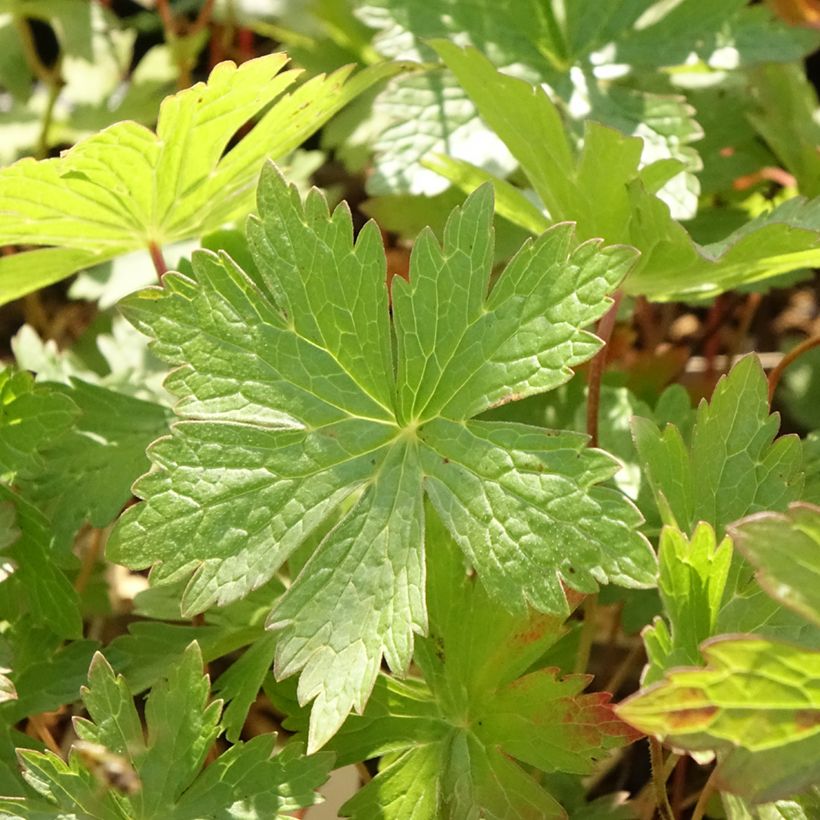 Geranium maculatum Vickie Lynn - Dunkelblättriger Storchschnabel (Laub)