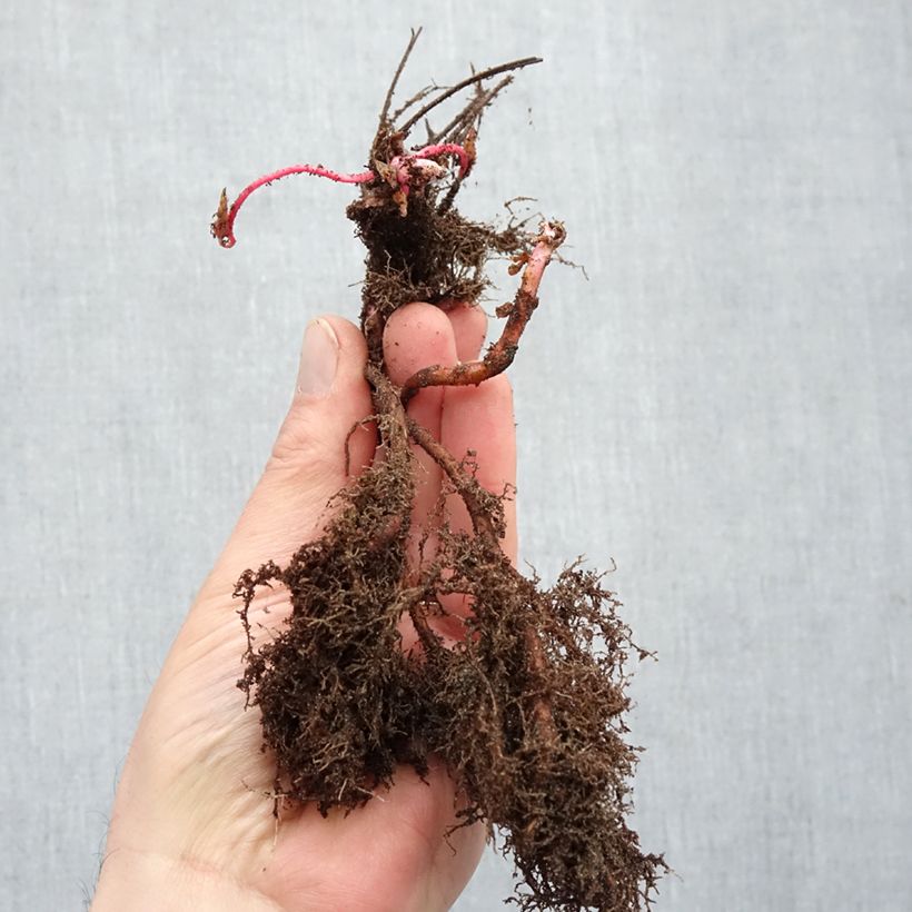 Exemplar von Geranium nodosum - Knotiger Bergwald Storchschnabel Wurzelnackt wie im Winter geliefert