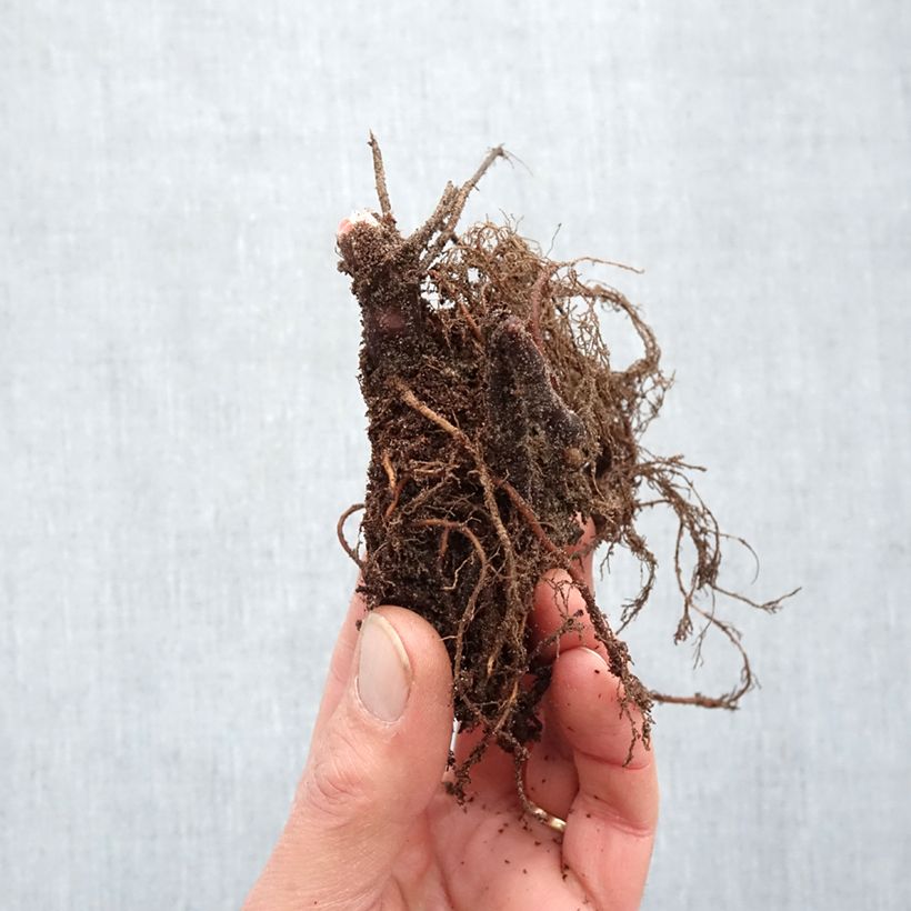 Exemplar von Storchschnabel Orion - Geranium Wurzelnackt wie im Winter geliefert