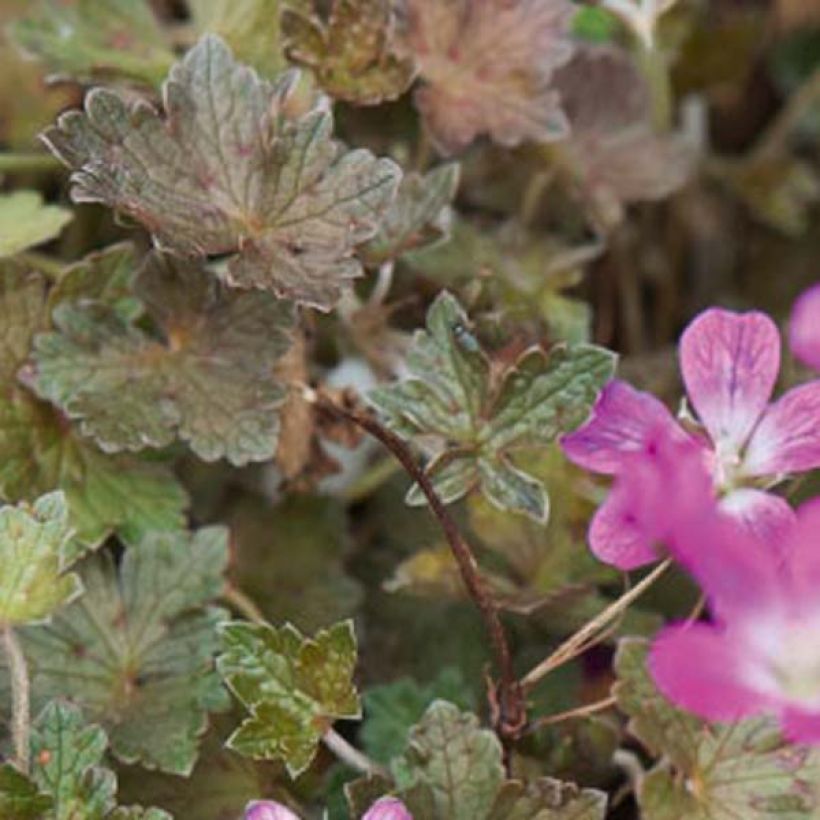 Geranium oxonianum Orkney Cherry - Oxford-Storchschnabel (Laub)