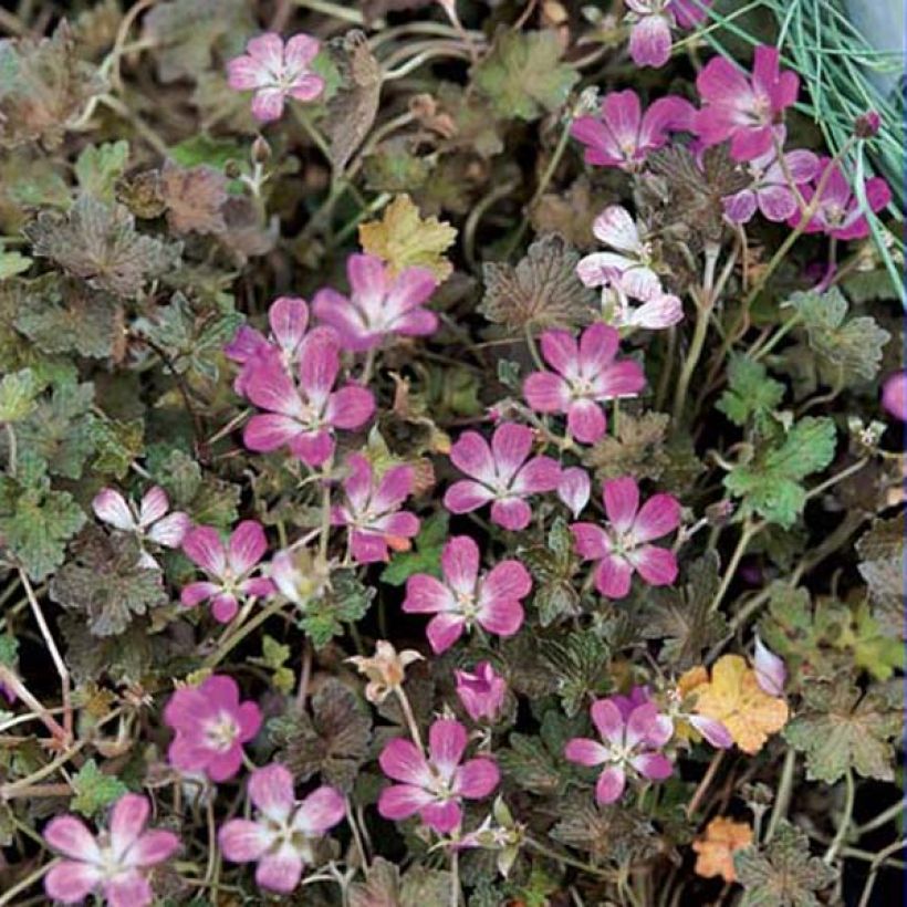 Geranium oxonianum Orkney Cherry - Oxford-Storchschnabel (Hafen)