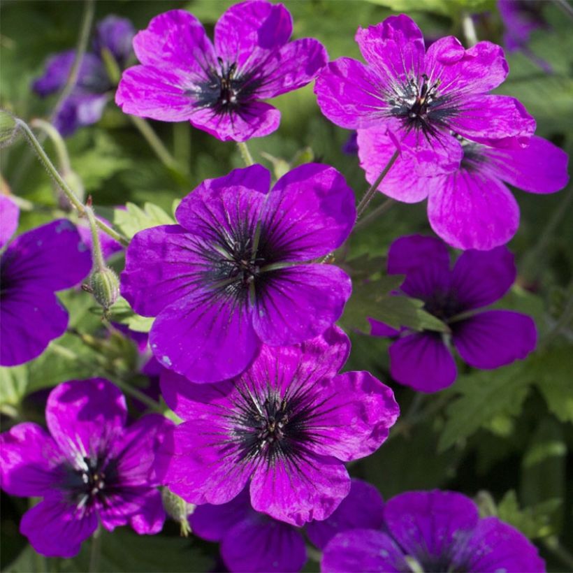 Storchschnabel Patricia - Geranium (Blüte)