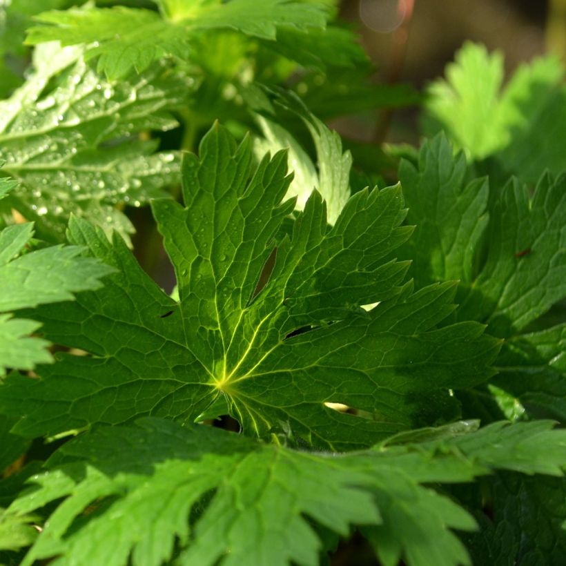 Geranium phaeum Lily Lovell - Brauner Storchschnabel (Laub)