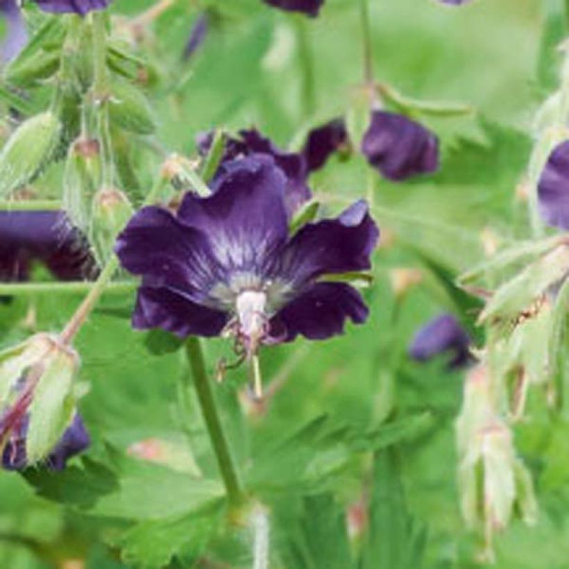 Geranium phaeum Lily Lovell - Brauner Storchschnabel (Blüte)