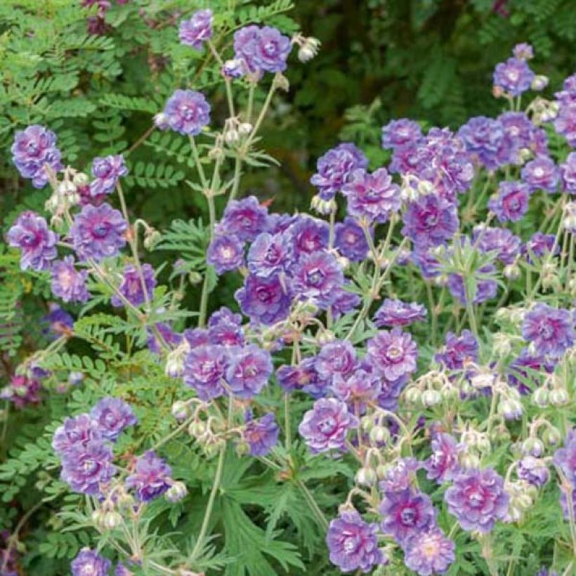 Geranium pratense Plenum Violaceum - Wiesen-Storchschnabel (Hafen)