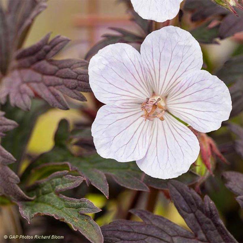 Geranium pratense Black n white Army - Wiesen-Storchschnabel (Laub)