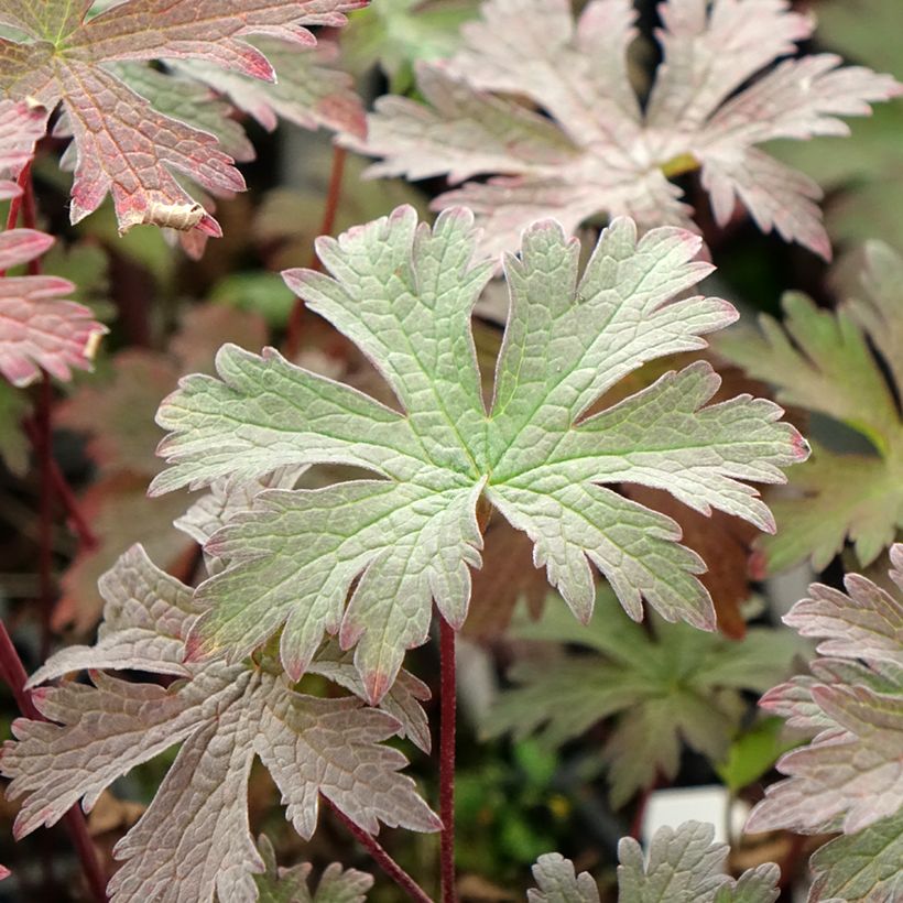 Geranium pratense Dark Eyes - Wiesen-Storchschnabel (Laub)