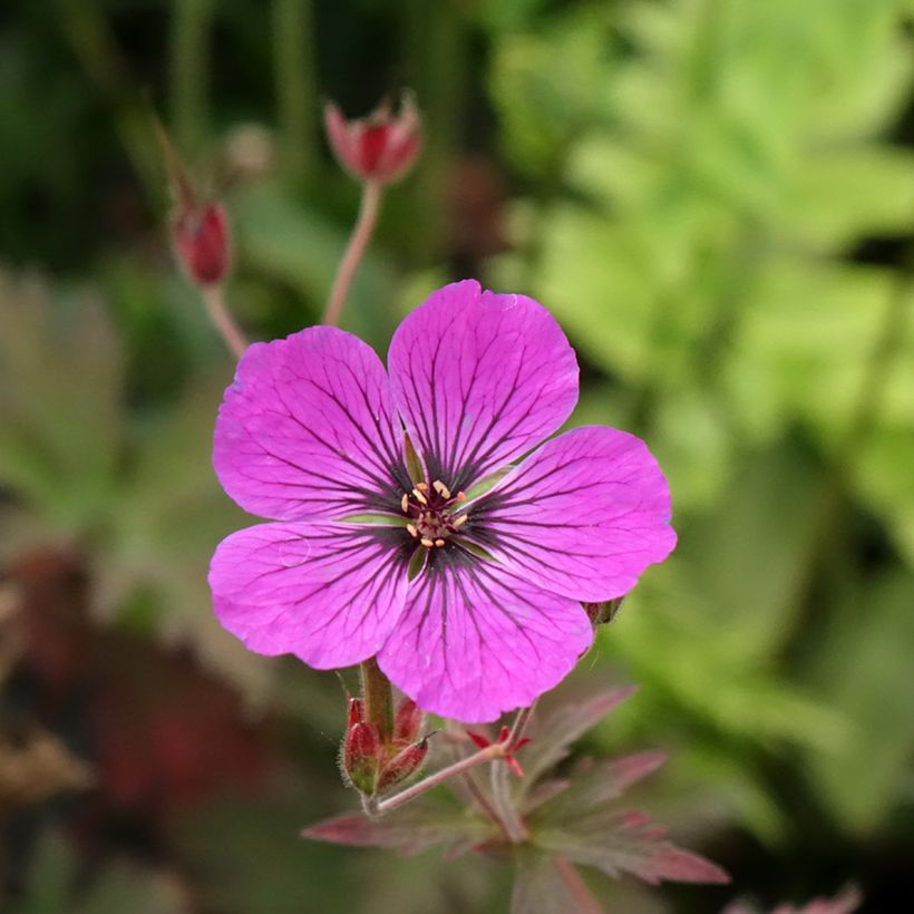 Geranium pratense Dark Eyes - Wiesen-Storchschnabel (Blüte)