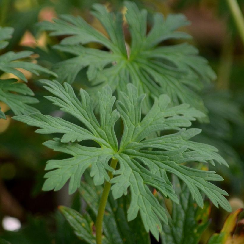 Geranium pratense Mrs Kendall Clark - Wiesen-Storchschnabel (Laub)