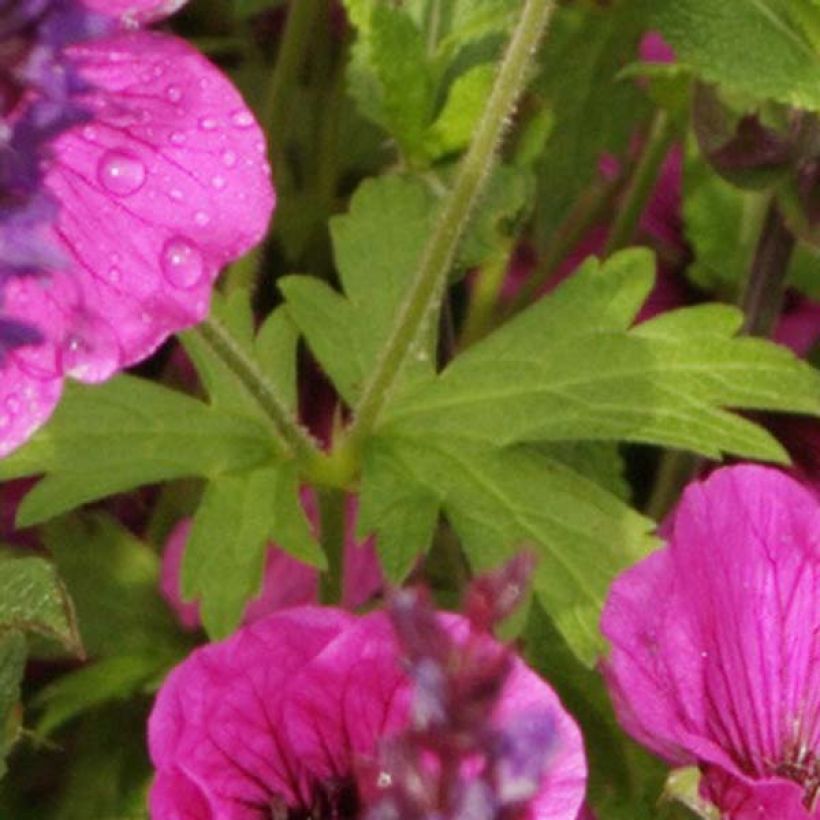 Geranium psilostemon Eva - Armenischer Storchschnabel (Laub)