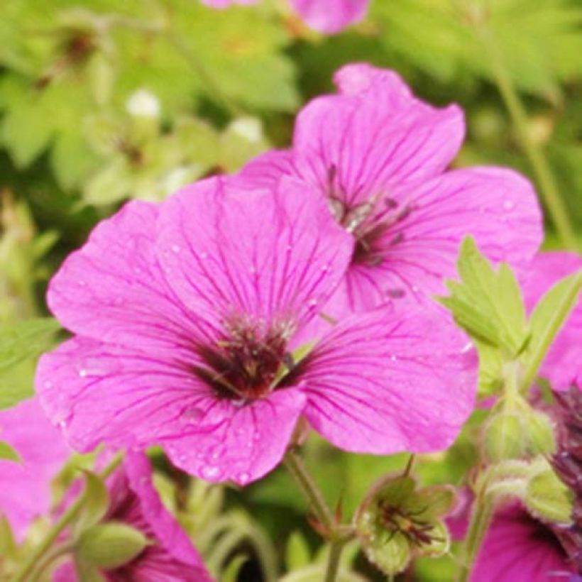 Geranium psilostemon Eva - Armenischer Storchschnabel (Blüte)