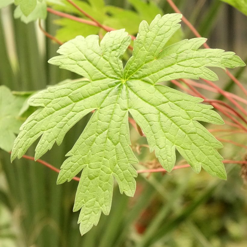 Geranium psilostemon - Armenischer Storchschnabel (Laub)