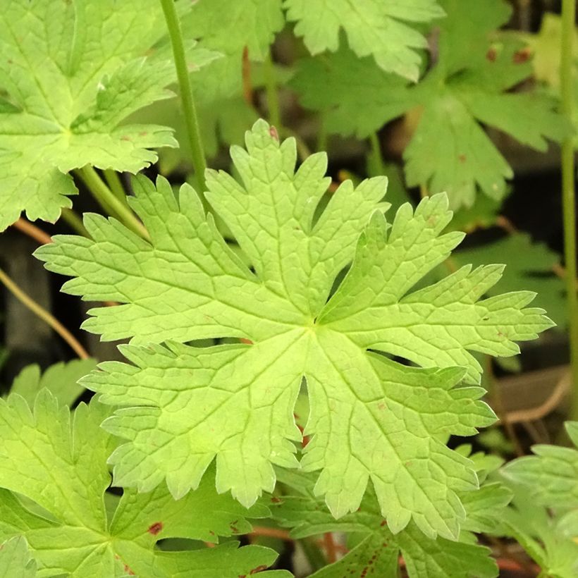 Geranium psilostemon JS Ma Tu Vu - Armenischer Storchschnabel (Laub)