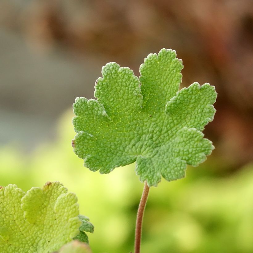 Geranium renardii Zetterlund - Kaukasus-Storchschnabel (Laub)