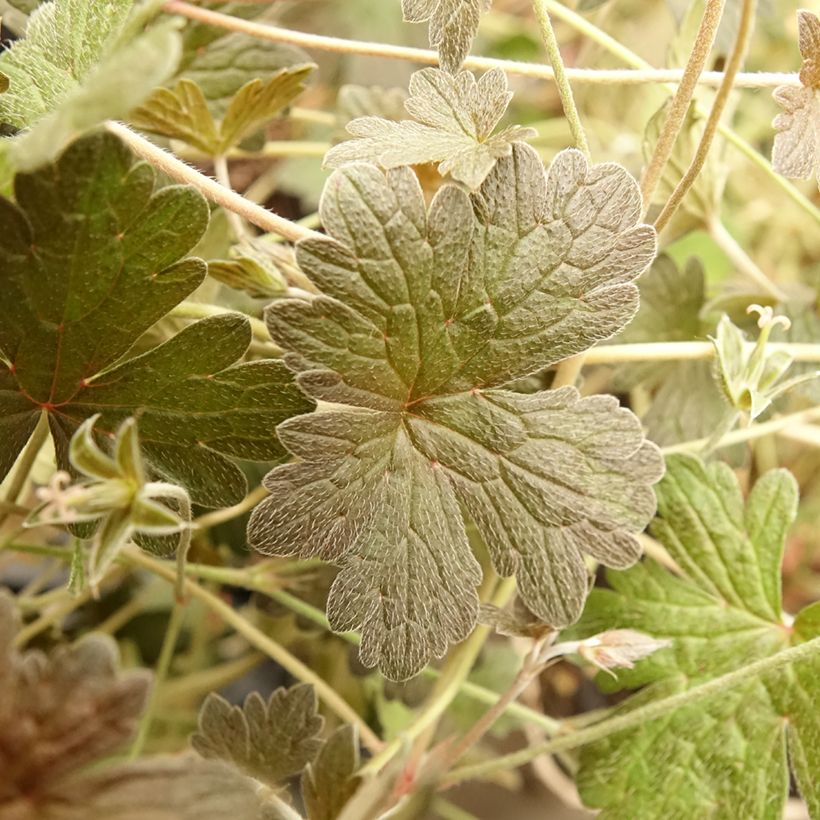 Storchschnabel Rothbury Red - Geranium (Laub)