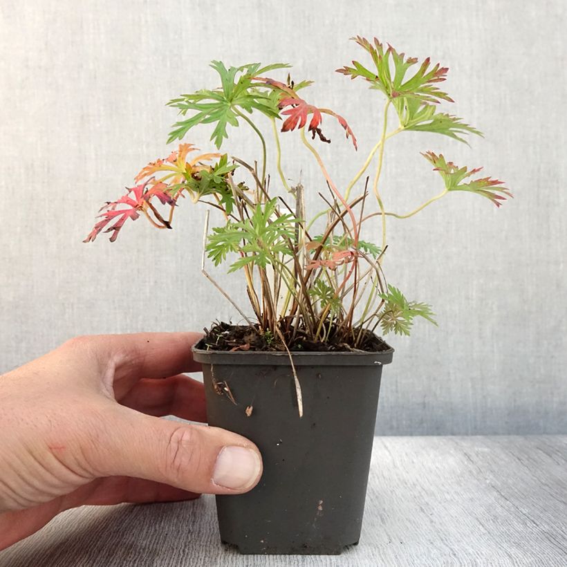 Exemplar von Geranium vivace Starman Godet de 9cm wie im Herbst geliefert