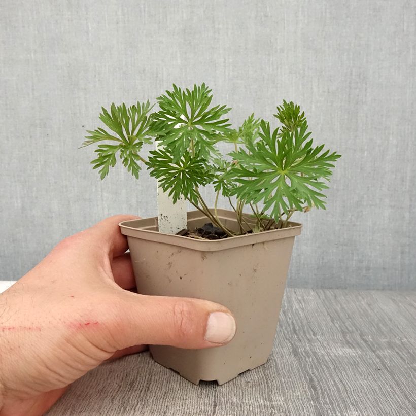 Exemplar von Geranium soboliferum Starman - Storchschnabel Kleine Töpfe von 8/9 cm wie im Frühjahr geliefert