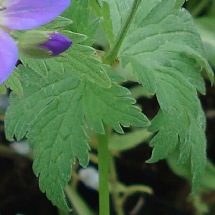 Geranium sylvaticum May Flower - Wald-Storchschnabel (Laub)