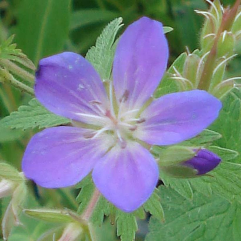 Geranium sylvaticum May Flower - Wald-Storchschnabel (Blüte)