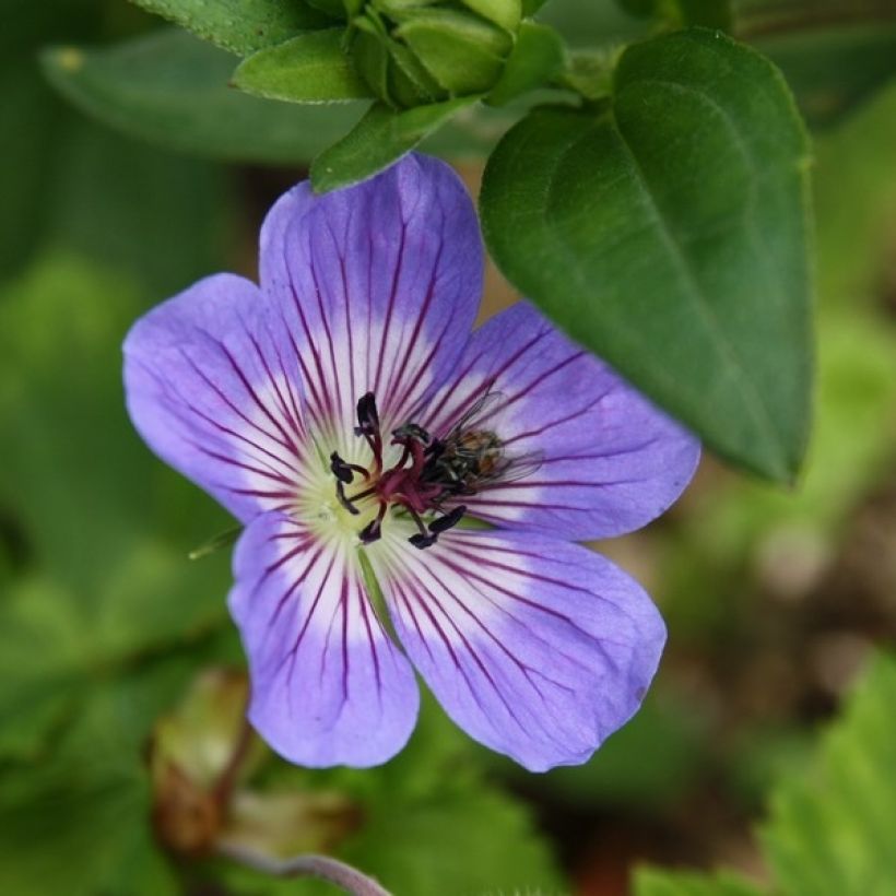 Geranium wallichianum Buxton s Variety - Storchschnabel (Blüte)